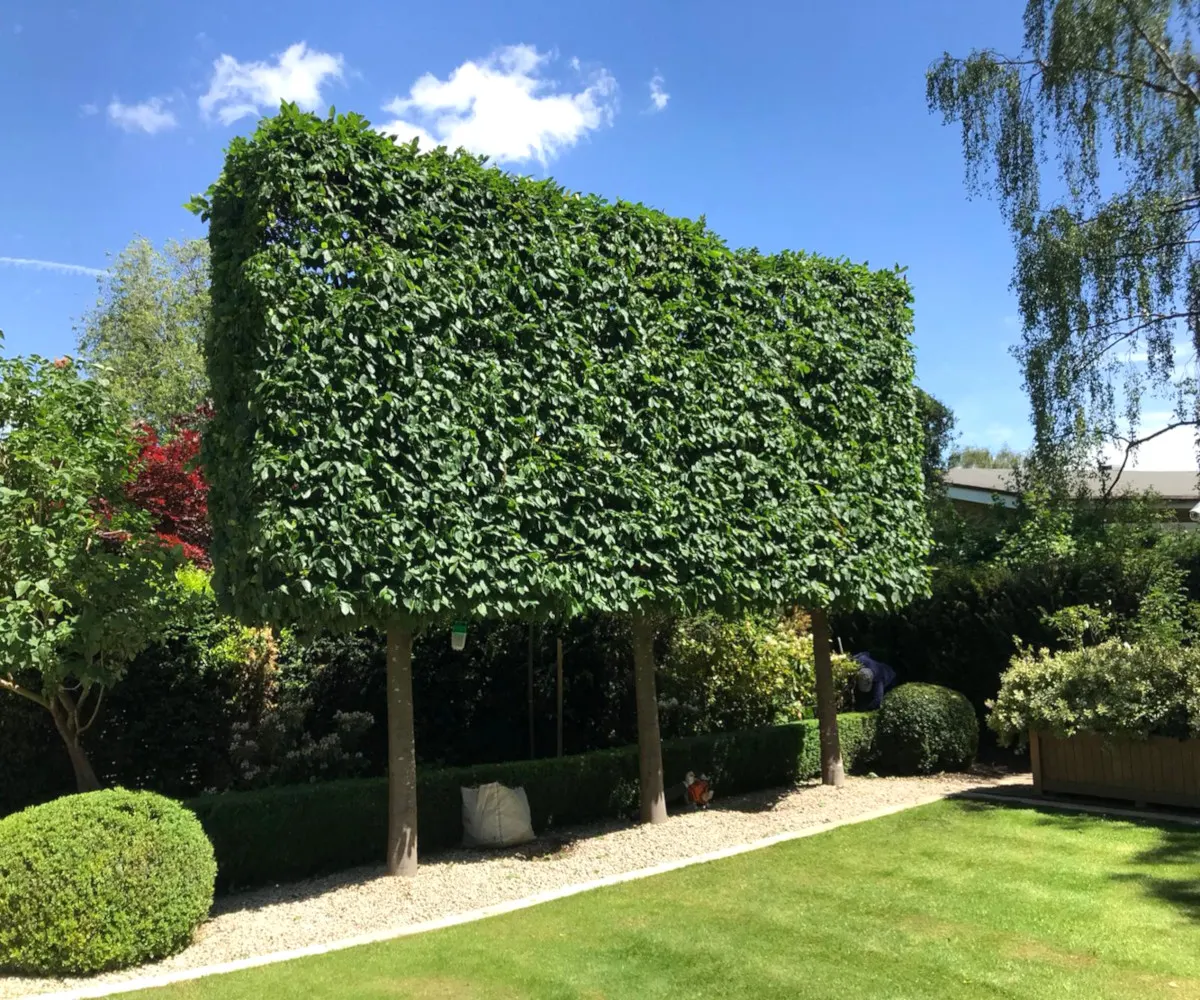 A row of pleached trees trimmed into a clean, flat screen